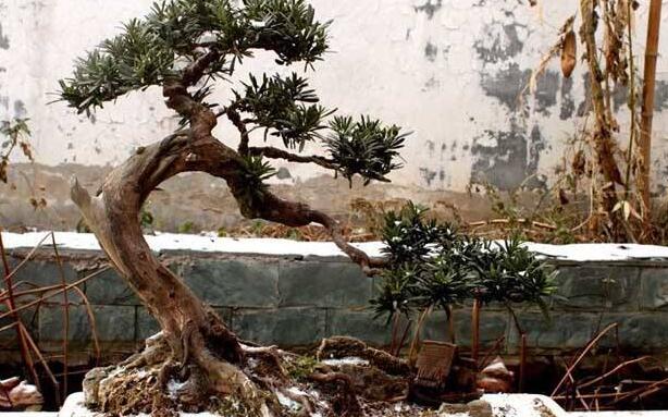 羅漢松最佳修剪時(shí)間，常年都可以進(jìn)行修剪