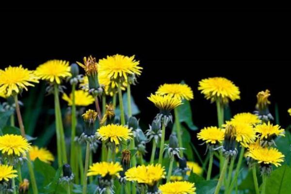 蒲公英種子的播種方法，建議在每年的春秋季播種