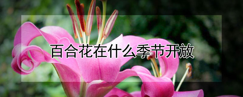 百合花在什么季節(jié)開(kāi)放