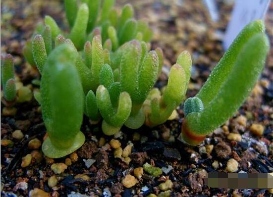 碧光環(huán)種植方法，擇健康種子、保水保肥土壤/淺盆為主