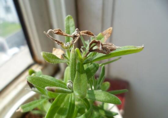 薰衣草葉子干枯怎么辦，教你正確的補救方法