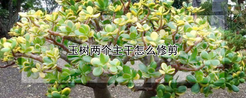 玉樹(shù)兩個(gè)主干怎么修剪
