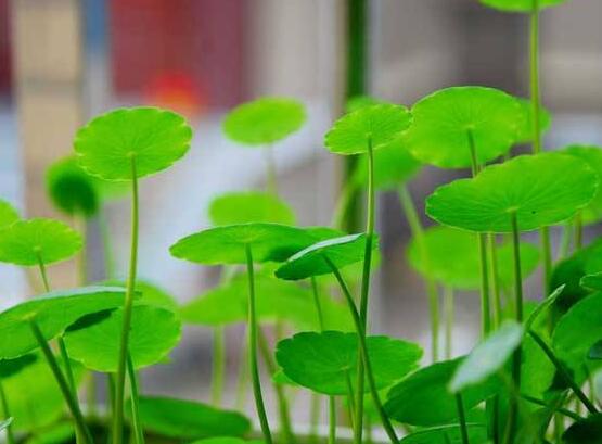 銅錢(qián)草放在臥室好嗎，寓意著家有銅錢(qián)、財(cái)源滾滾