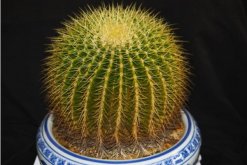 金虎仙人球變黃怎么辦，多半是澆水、溫度、光照三個方面沒做好