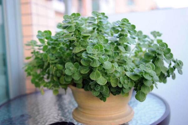 碰碰香什么時候扦插，只要溫度超過15℃就可以扦插