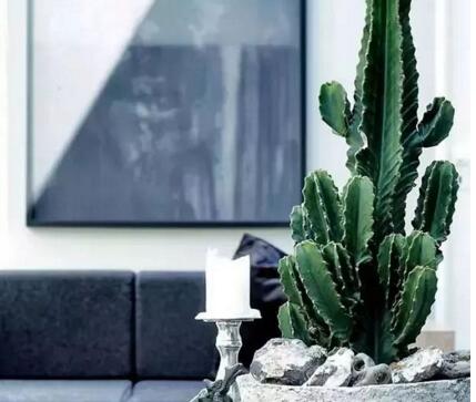 仙人球長斑怎么辦，及時挖掉并且合理養(yǎng)護(hù)