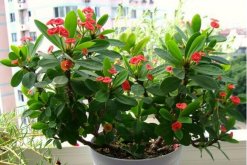 虎刺梅不開花怎么辦，加強(qiáng)通風(fēng)并增加光照