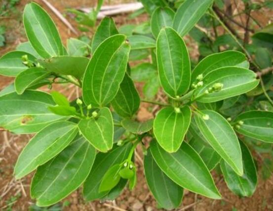 平安樹(shù)葉子耷拉怎么辦，三種原因以及解決辦法