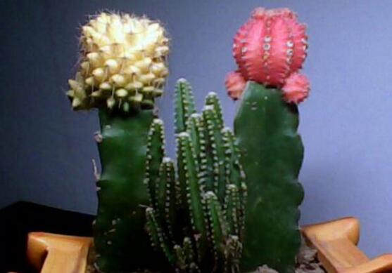 仙人掌的蟲害防治大全，三種蟲害以及解決辦法