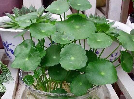 銅錢草焉了怎么回事，多半是澆水和光照不當(dāng)導(dǎo)致