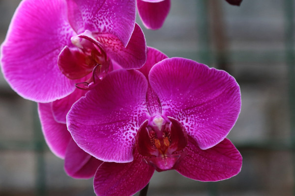 夏天養(yǎng)蝴蝶蘭應(yīng)該注意些什么