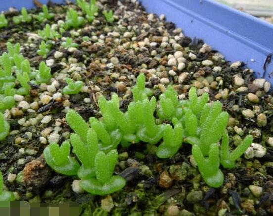 碧光環(huán)的用土方法，四份營(yíng)養(yǎng)土六份蛭石一份珍珠巖混合配制