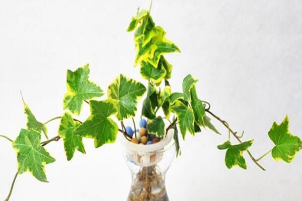 常春藤水澆多了怎么辦，脫盆晾土，重新栽種