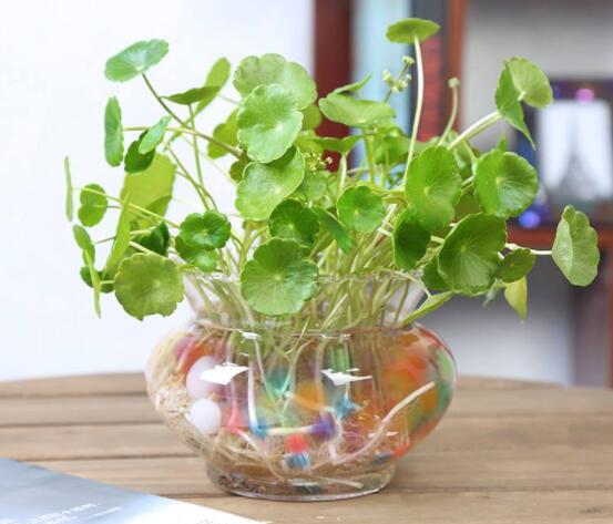 銅錢草水培怎么固定根，，擇一些小花石置于水瓶底部(美觀固定)
