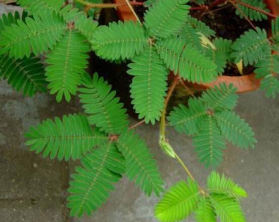 含羞草怎么養(yǎng)活，做好五個要點(diǎn)存活率百分百