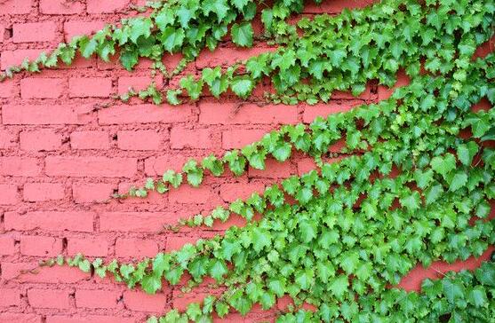 常春藤掉葉子怎么辦，四種原因以及解決辦法