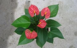 紅掌葉子不紅什么原因，以下5個(gè)原因都會(huì)導(dǎo)致紅掌不紅