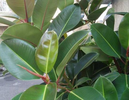 橡皮樹(shù)葉子打卷怎么辦，保持光照充足、溫度合理、忌積水