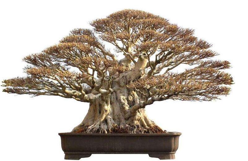 榕樹(shù)寓意到底是好是壞，在古代南方被稱為神樹(shù)的象征