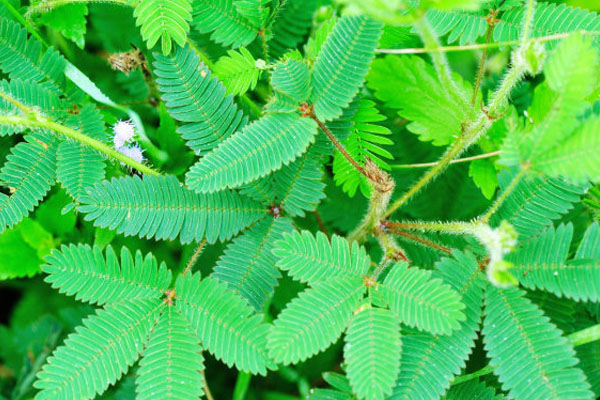 含羞草的養(yǎng)殖方法和注意事項(xiàng)