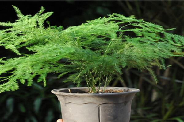 文竹為什么要用茶水澆，有利于它的生長但要注意用法