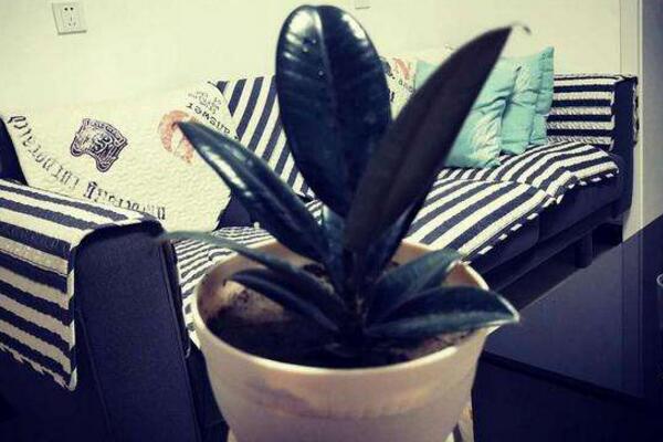 橡皮樹怎么移植，選擇透氣性較好的花盆很重要