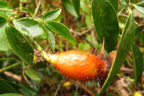 如何去除金櫻子果實(shí)外表的刺