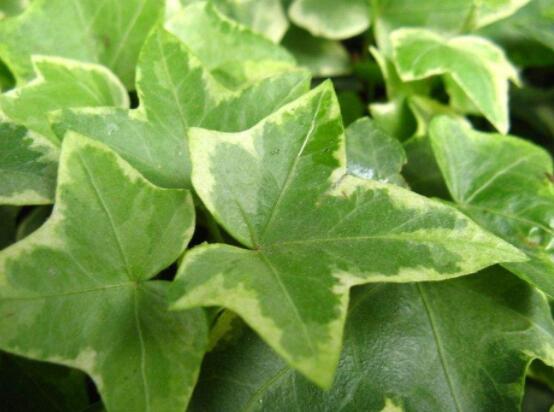 常春藤葉子干枯怎么辦，做好這五點(diǎn)即可恢復(fù)生機(jī)