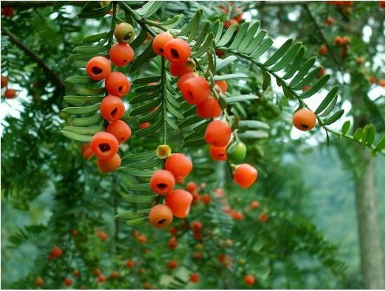 紅豆杉病蟲害的防治方法，莖腐病和白絹病是罪魁禍首