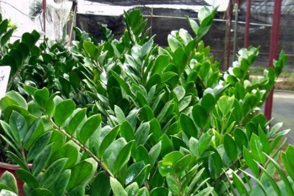 金錢(qián)樹(shù)的危害