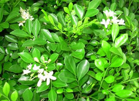 七里香和九里香的區(qū)別，教你三種區(qū)別方法(形態(tài)/生長(zhǎng)/作用)