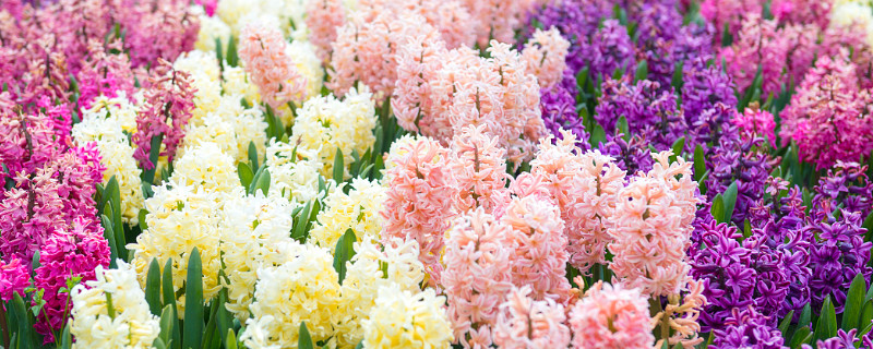 風(fēng)信子有毒嗎對(duì)人有害嗎