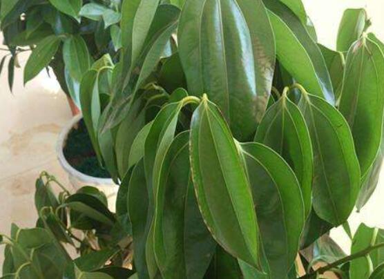 平安樹葉子發(fā)黃掉落怎么辦，教你四種解決辦法快速恢復(fù)生機(jī)