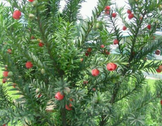 紅豆杉怎么換盆，三個簡單方法教你輕松學(xué)會