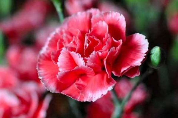 康乃馨種子什么季節(jié)種