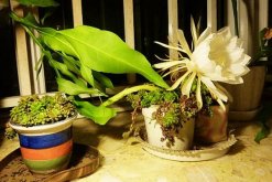 曇花有毒嗎，沒有毒性可放心養(yǎng)殖