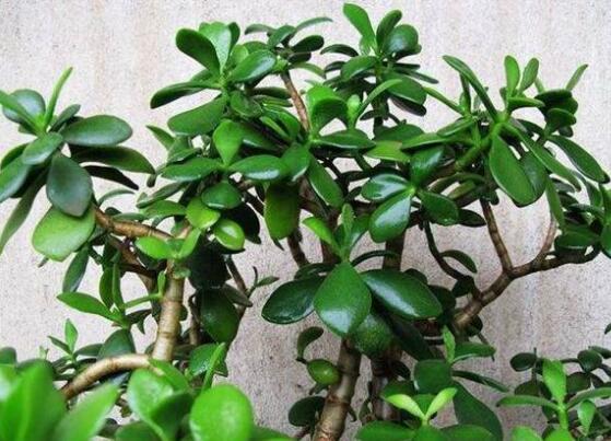 玉樹(shù)花盆景圖片大全，每個(gè)盆景都玉樹(shù)臨風(fēng)、多姿多彩