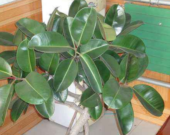 橡皮樹放在哪里旺風水，盤點四個最佳位置(客廳/書房/陽臺/玄關(guān))