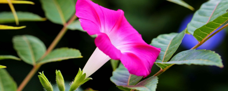 牽?；ㄇ锾炜梢栽谑覂?nèi)種嗎