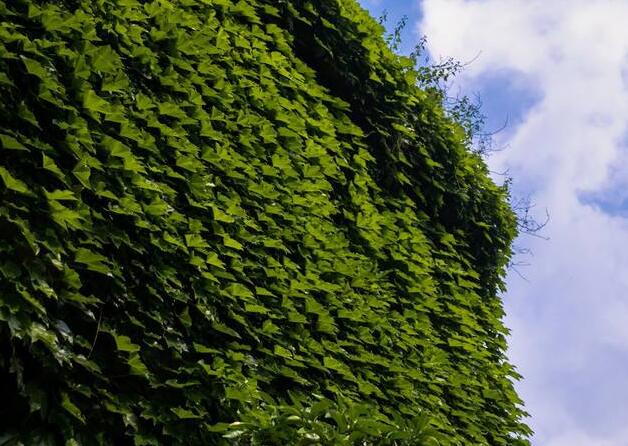 常青藤夏天怎么澆水，澆水時間要控制好