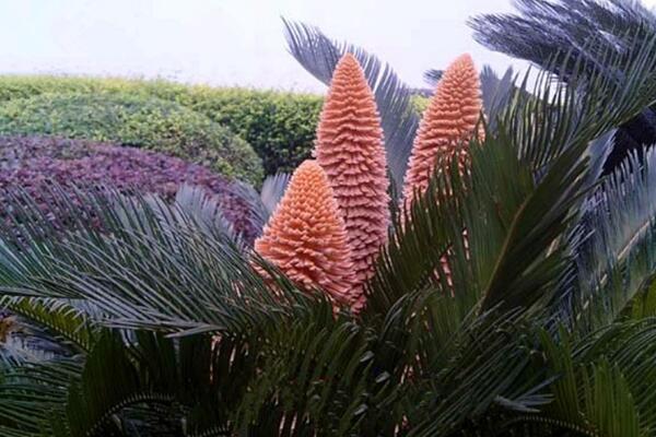 鐵樹開花是什么征兆，是一種祥瑞之兆