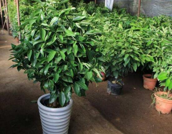 平安樹(shù)葉子耷拉怎么辦，三種原因以及解決辦法