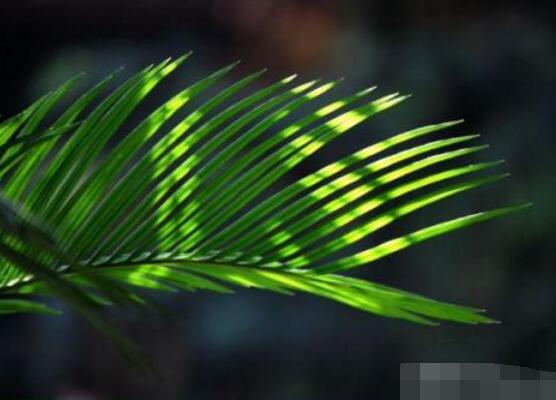 鐵樹怎么澆水，鐵樹澆水方法