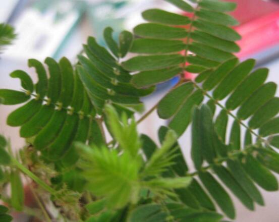 含羞草怎么養(yǎng)長得快，注意這五個(gè)要點(diǎn)生長青翠欲滴