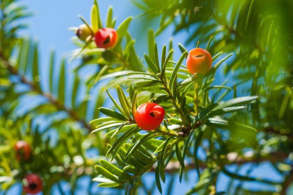 紅豆杉葉子發(fā)黃怎么回事