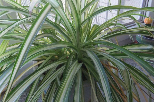 金邊吊蘭葉子發(fā)軟無(wú)力