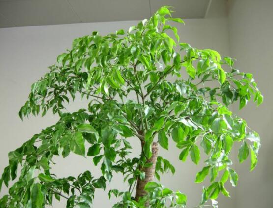 幸福樹(shù)不長(zhǎng)葉子怎么辦，做好這四點(diǎn)可生長(zhǎng)的茂盛碧綠