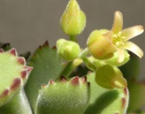 熊童子多久開花，每年7-9月間含苞盛放(夏末秋初)