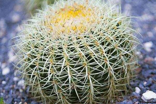 仙人球長(zhǎng)偏了怎么矯正