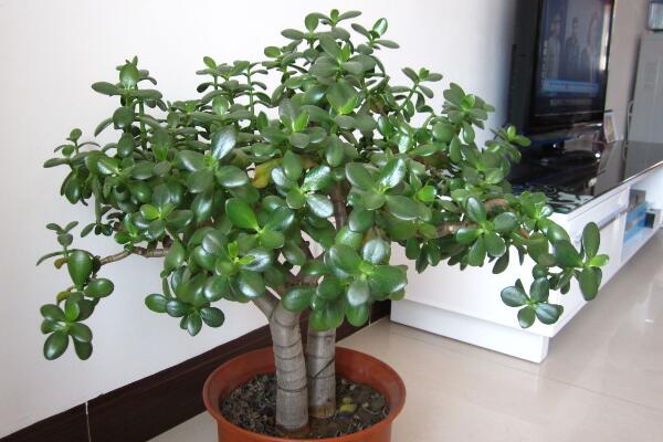 燕子掌冬季養(yǎng)殖方法，增強(qiáng)光照并減少肥水